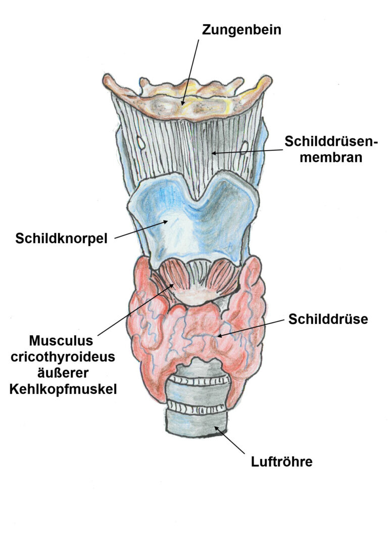 Die Sprache der Organe – die Kehle